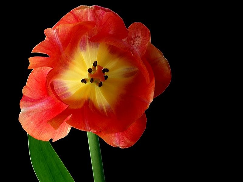 Tulip