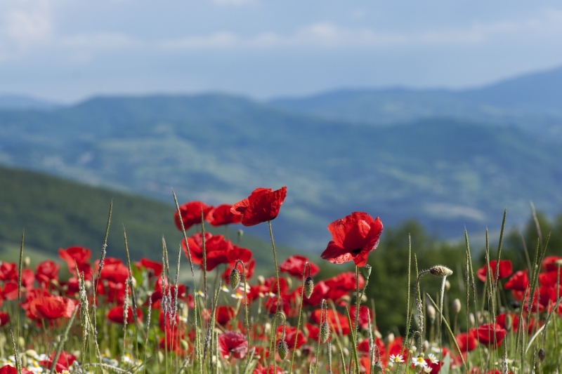 Poppies