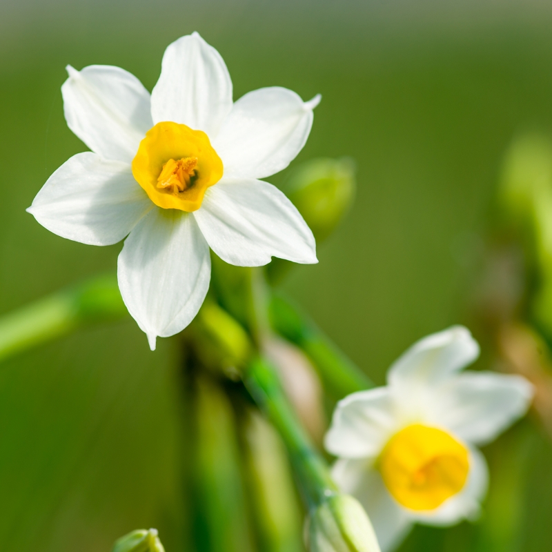 Narciso