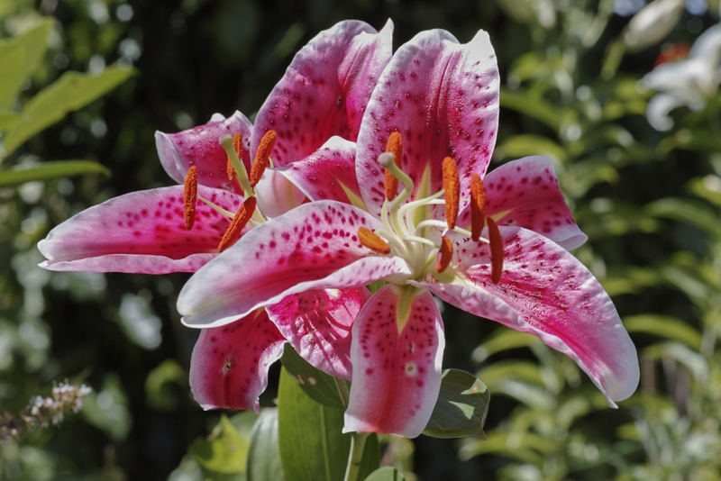 Lillium Imperiale