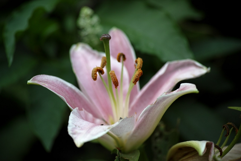 Lillium