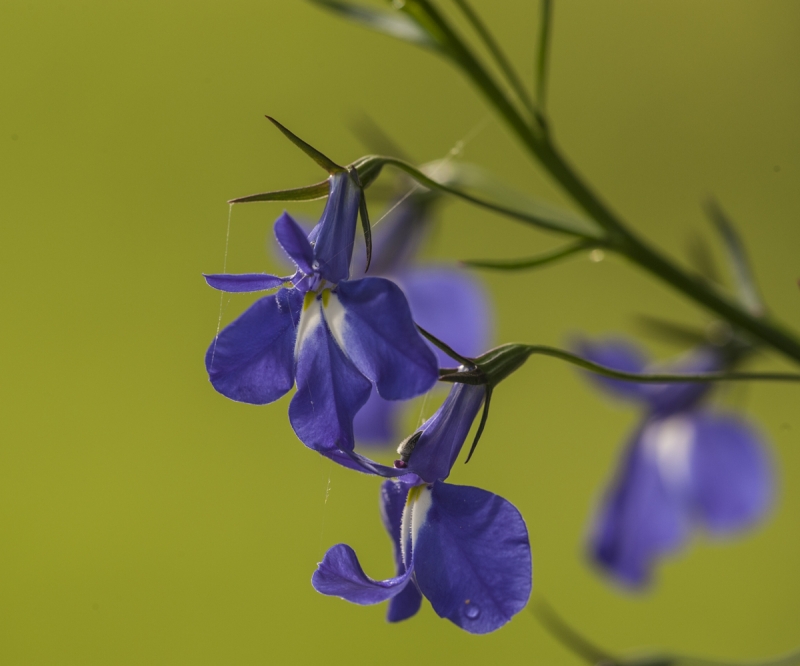 Lobelia