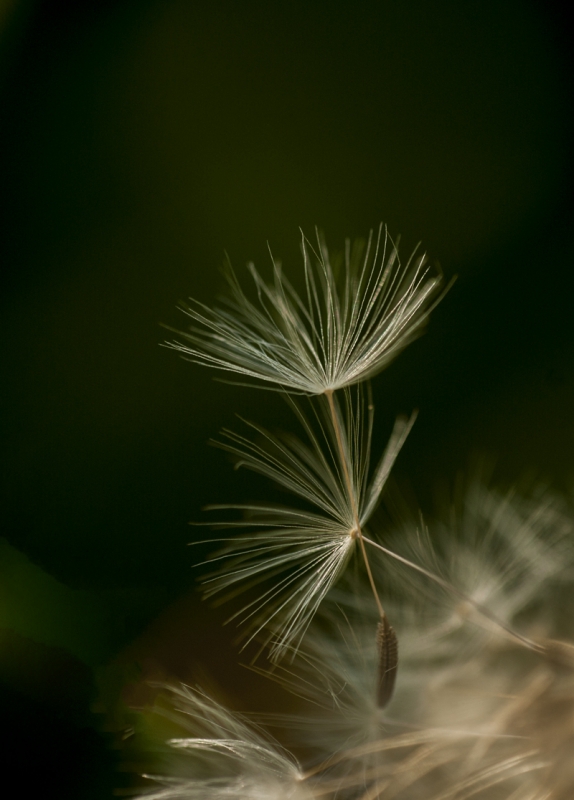 Fiore di tarassaco ormai alla fine