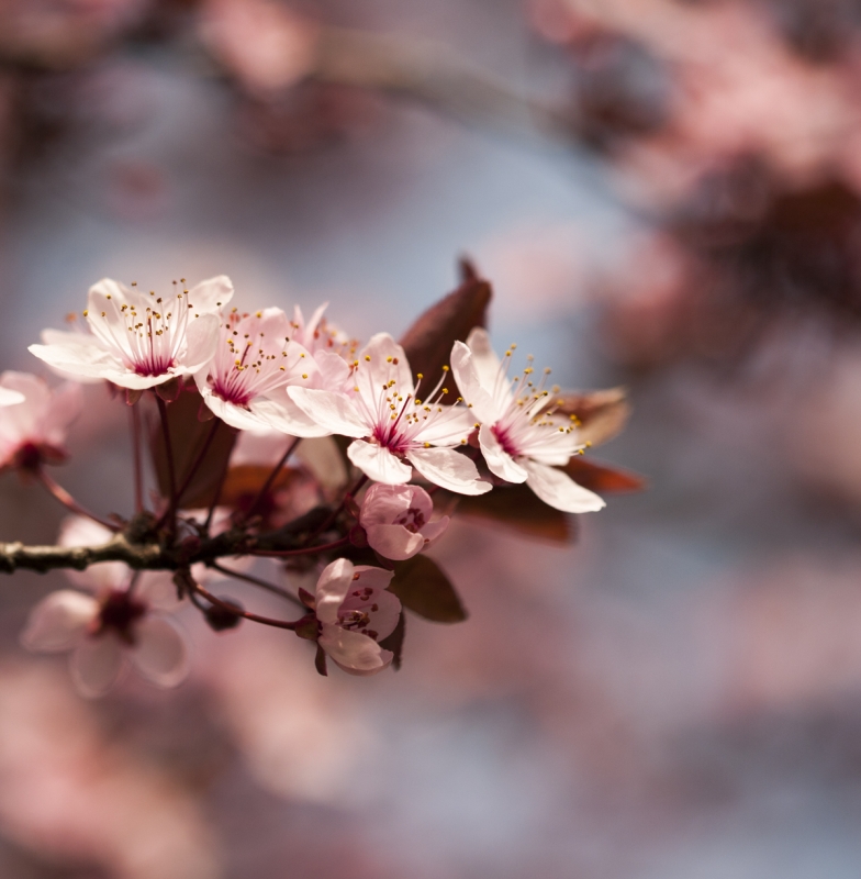 Prunus