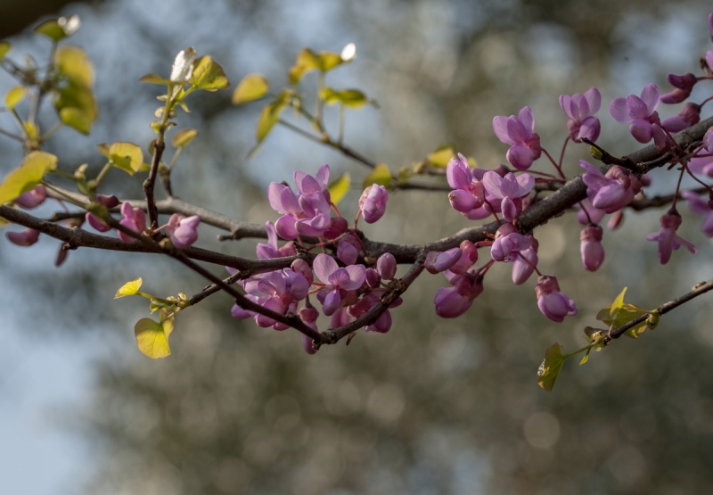 Cercis siliquastrum L .Comunemente chiamato Albero di Giuda