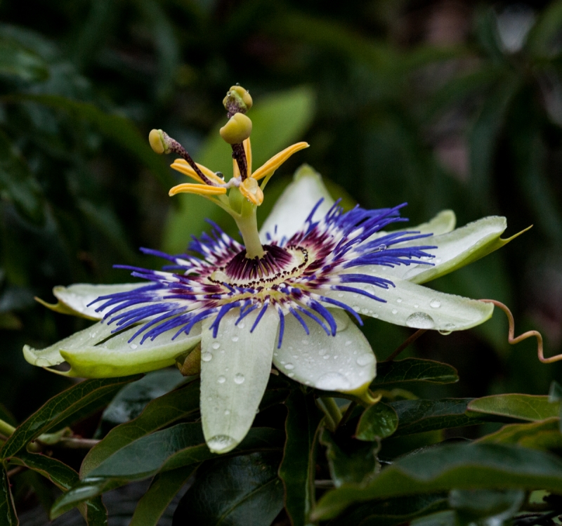 Passiflora a Novembre