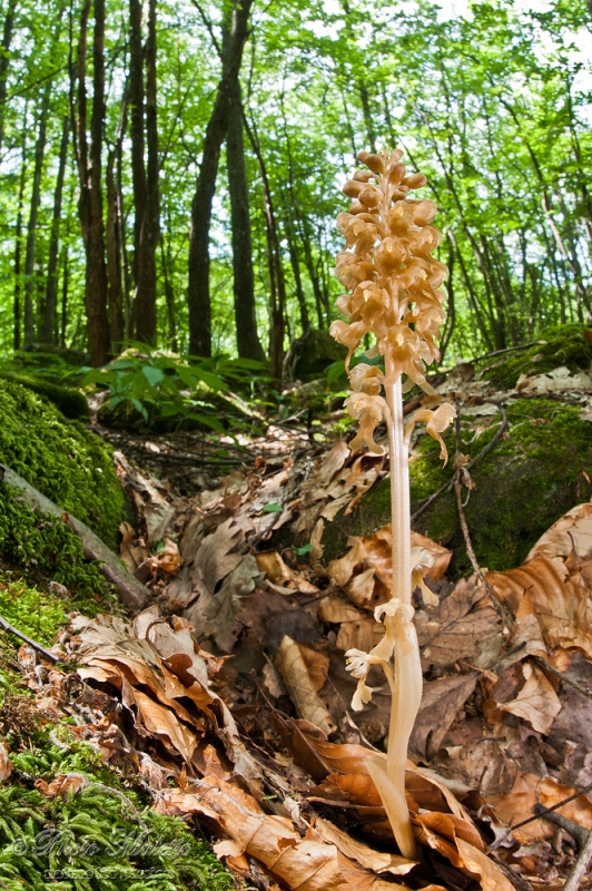 Neottia nidus avis (the Bird's nest Orchid) in habitat