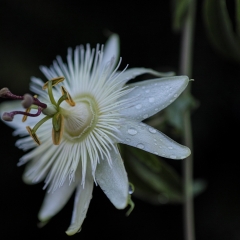 Passiflora