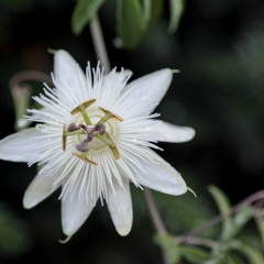 Passiflora