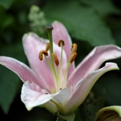 Lillium