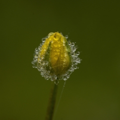 Botton d'oro