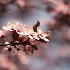 Prunus