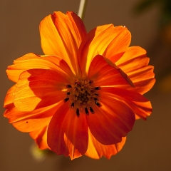 Calendula