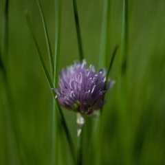 Fiore di Erba Cipollina