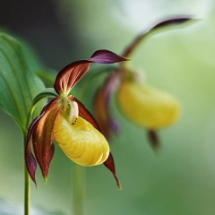 Cypripedium calceolus