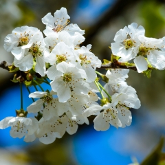 Fiori Di ciliegio