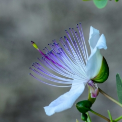 Fiore di cappero