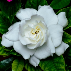 Gardenia