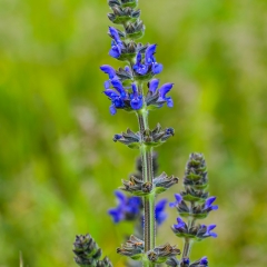 Salvia Verbenaca