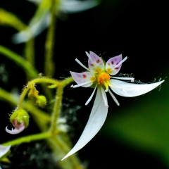 Saxifraga Stolonifera