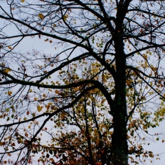 si sta come d'autunno, sugli alberi, le foglie