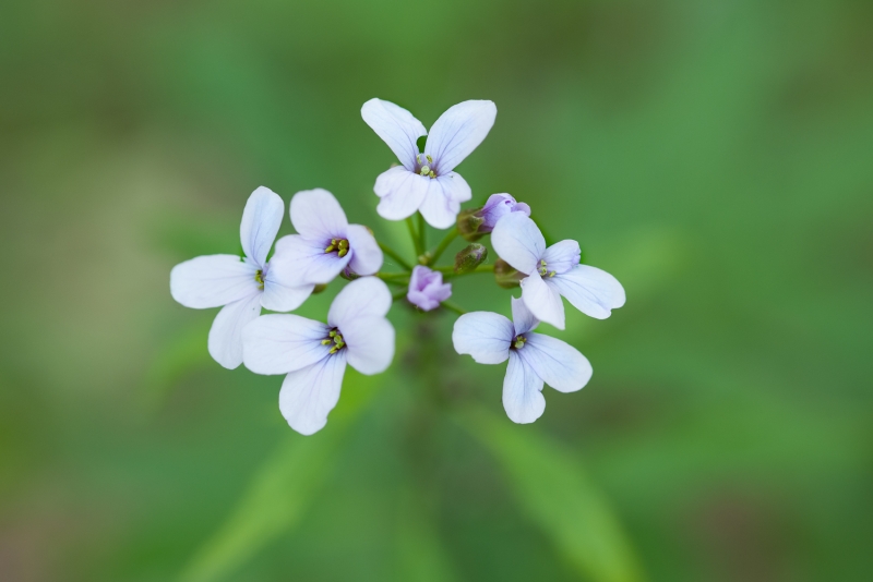 Comuni e umili fiorellini selvatici