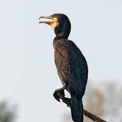 cormoranobaggero1