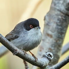 Sylvia melanocephala