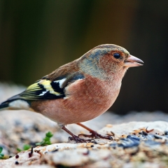 Fringilla coelebs I