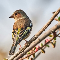 Fringilla coelebs