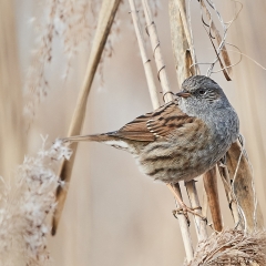 Prunella modularis