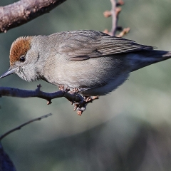 Sylvia atricapilla