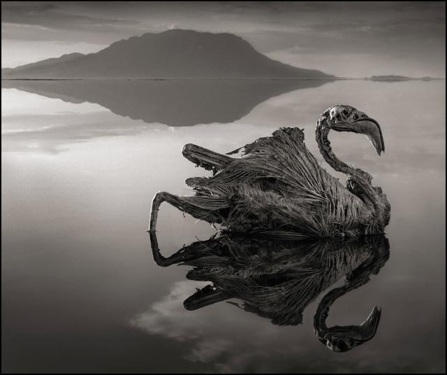 Immagine Allegata: nick-brandt-petrified-flamingo-lake-natron.jpg